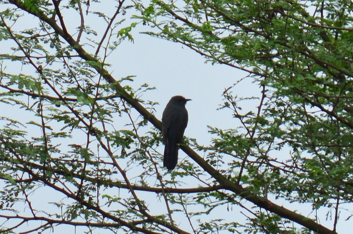 Gray-bellied Cuckoo - ML385444321