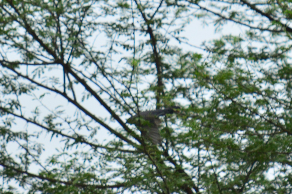 Gray-bellied Cuckoo - ML385444331