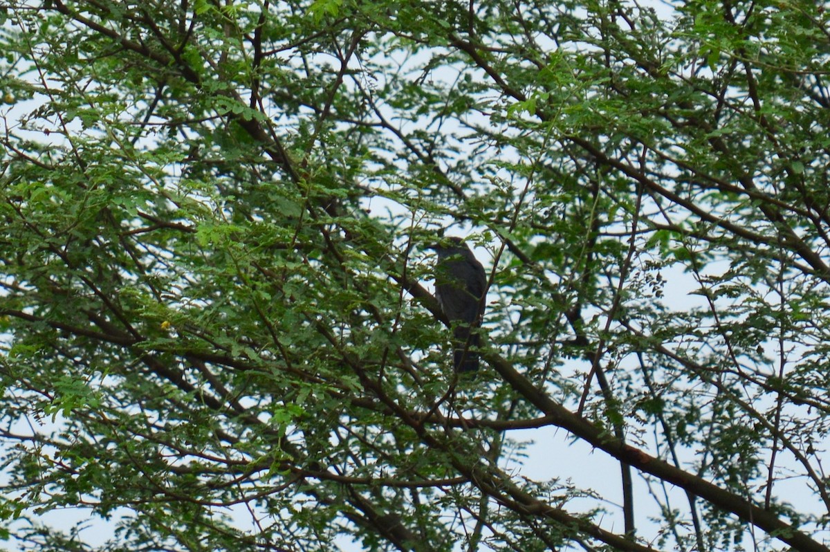 Gray-bellied Cuckoo - ML385444341