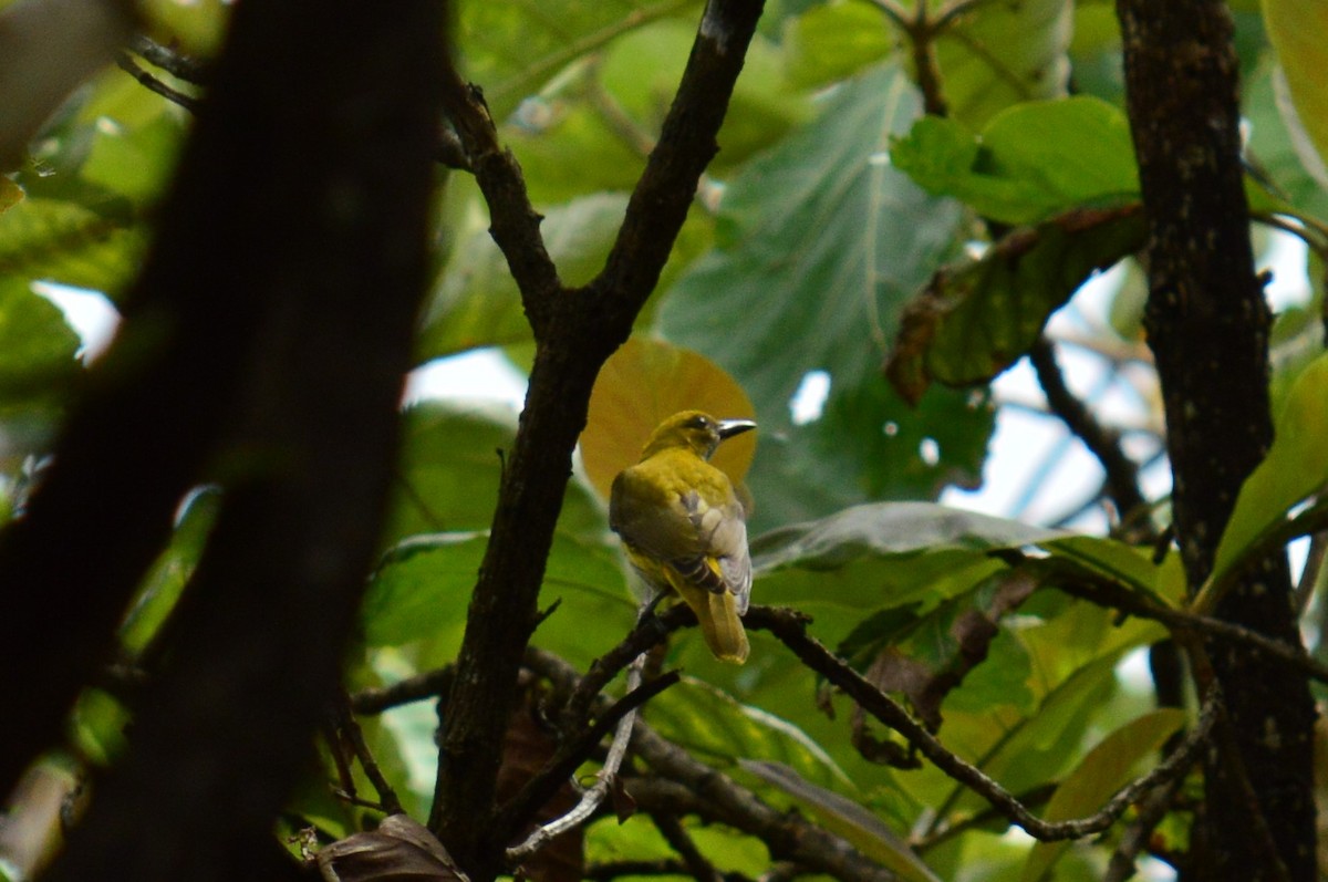 Indian Golden Oriole - ML385444591