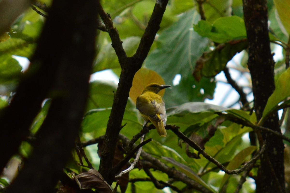 Indian Golden Oriole - ML385444601