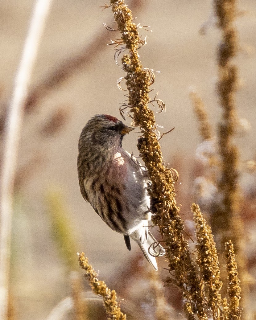 Common Redpoll - ML385444831