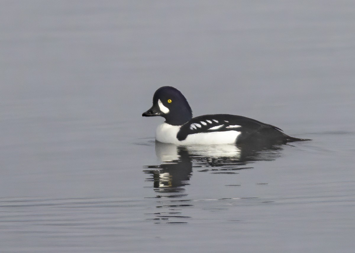 Barrow's Goldeneye - Bob Martinka