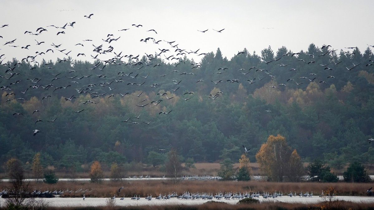 Common Crane - Hans-Jürgen Kühnel