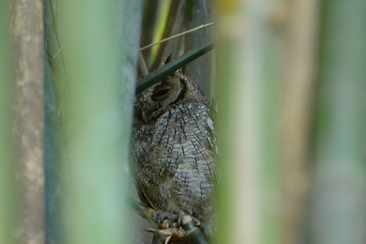 Tropical Screech-Owl - ML385446381