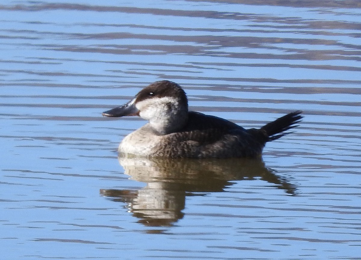 Ruddy Duck - Mary Brown