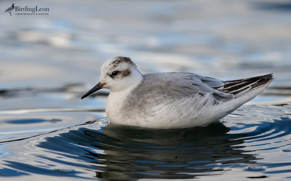 Red Phalarope - José Alberto Fernández Ugarte