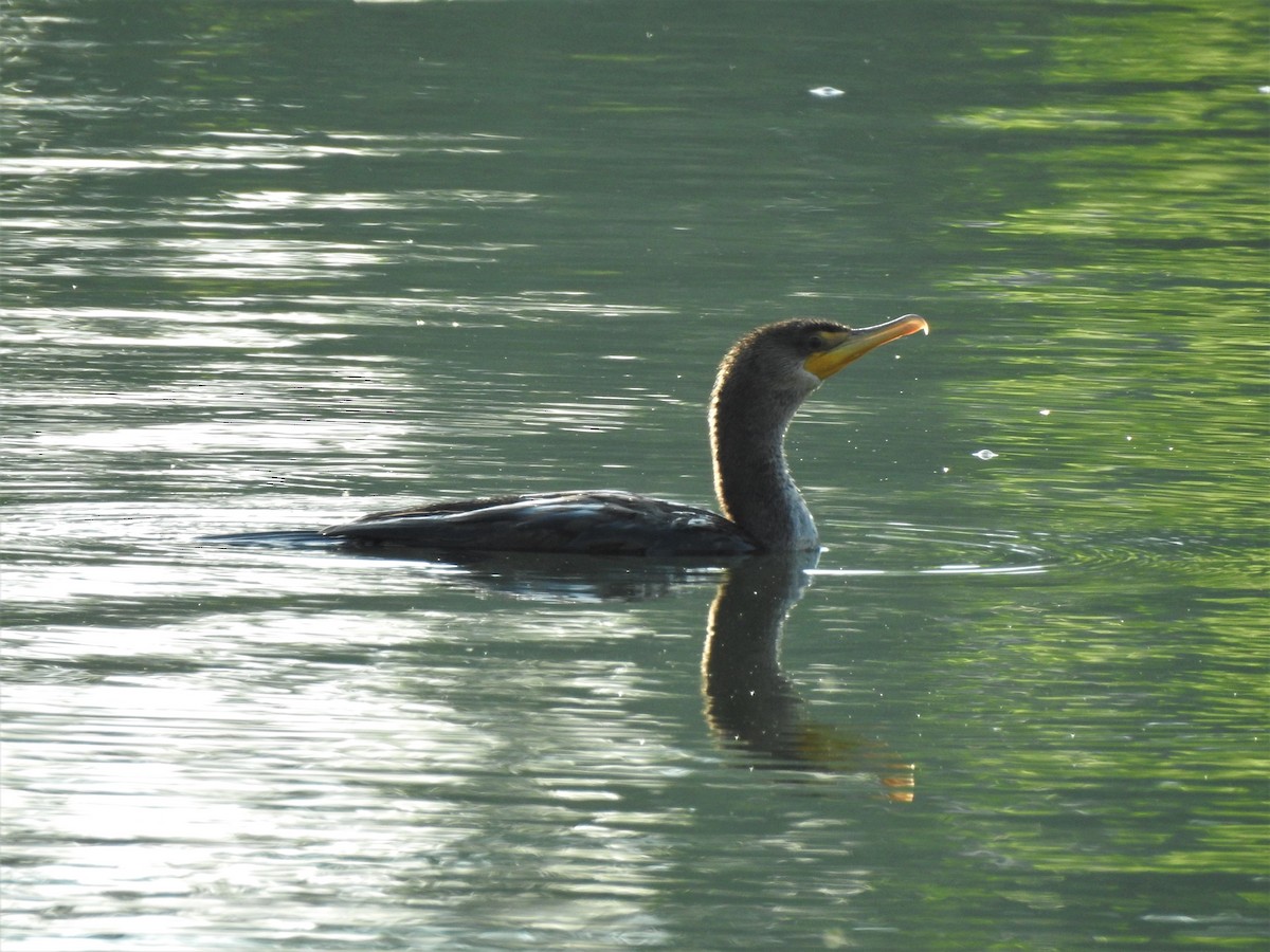 Double-crested Cormorant - ML385450321