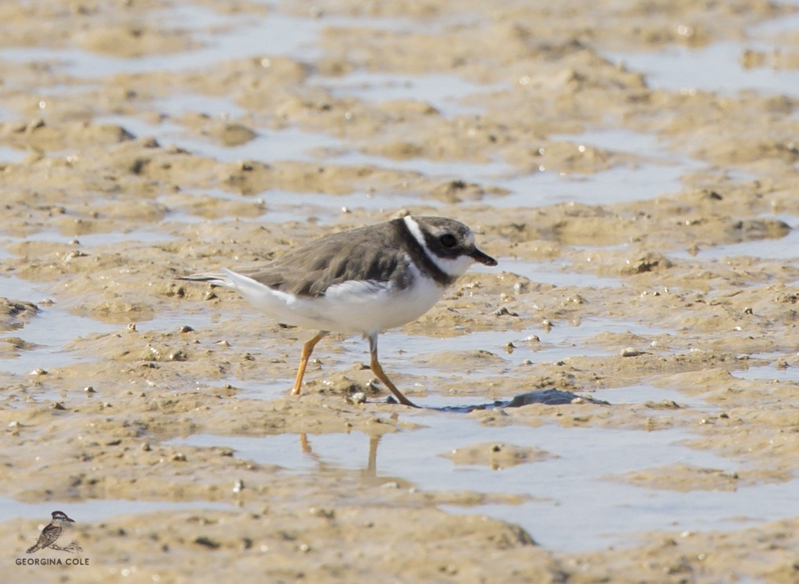 Common Ringed Plover - Georgina Cole