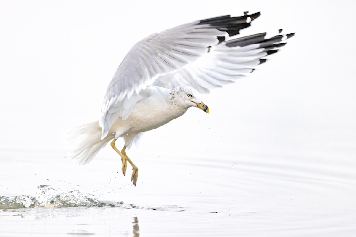 Ring-billed Gull - ML385450481