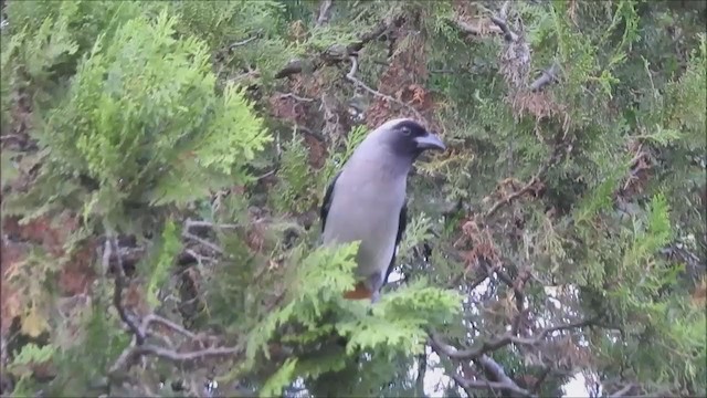 Gray Treepie - ML385453481