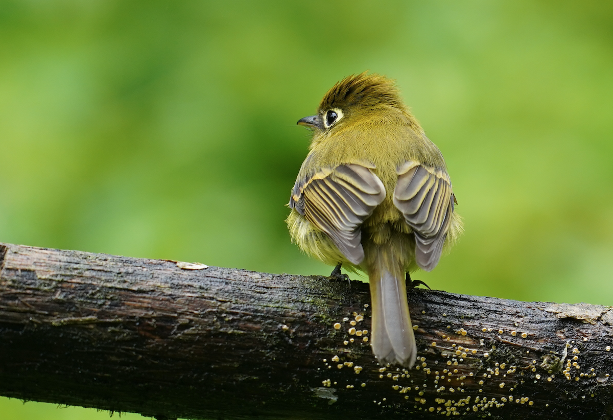 Yellowish Flycatcher - ML385454621