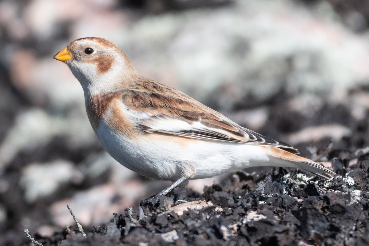 Snow Bunting - ML385455071