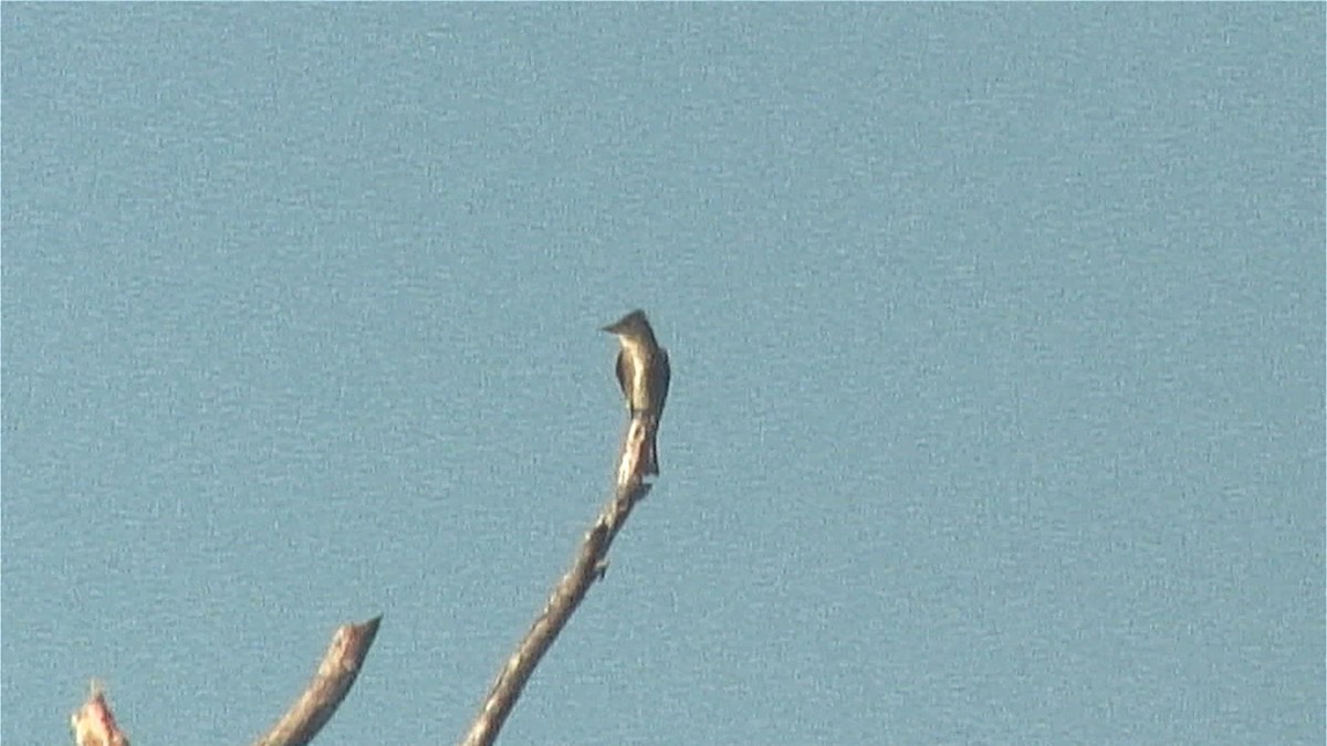 Olive-sided Flycatcher - Josep del Hoyo