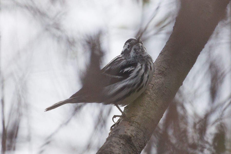 Black-and-white Warbler - ML385456951