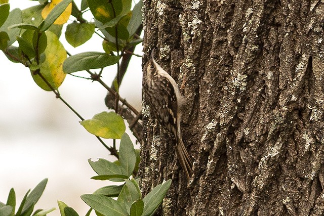 Brown Creeper - ML385457281