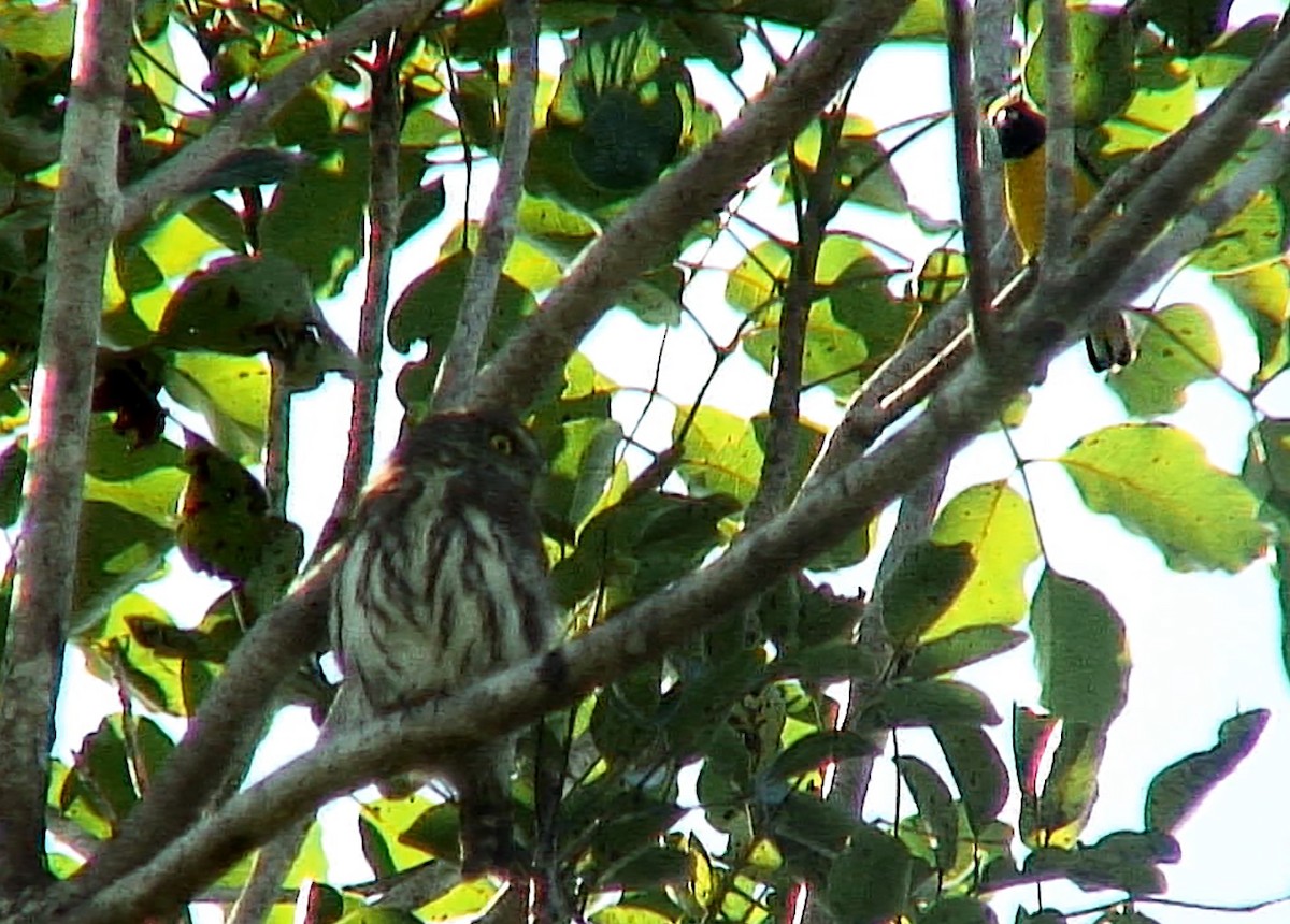 Scrub Euphonia - Josep del Hoyo