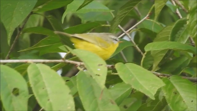 Gray-hooded Warbler - ML385458601