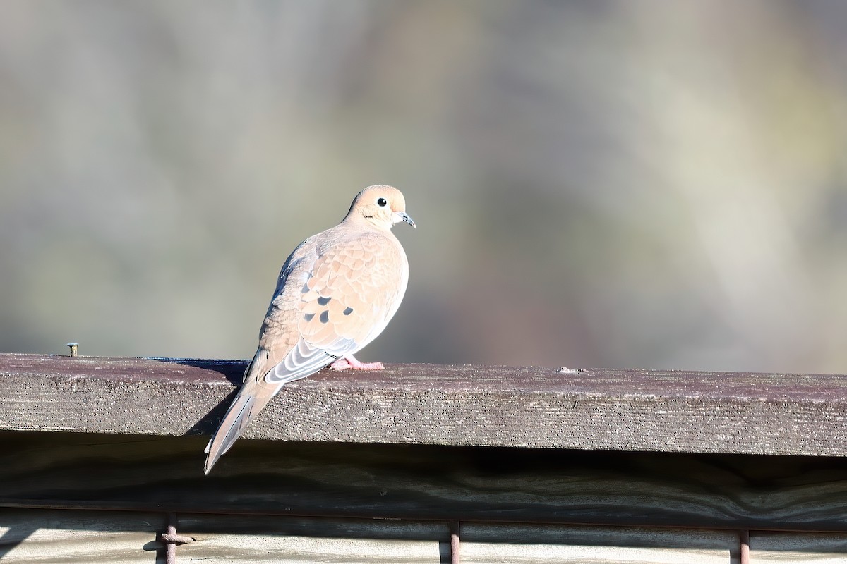 Mourning Dove - Ronald Goddard