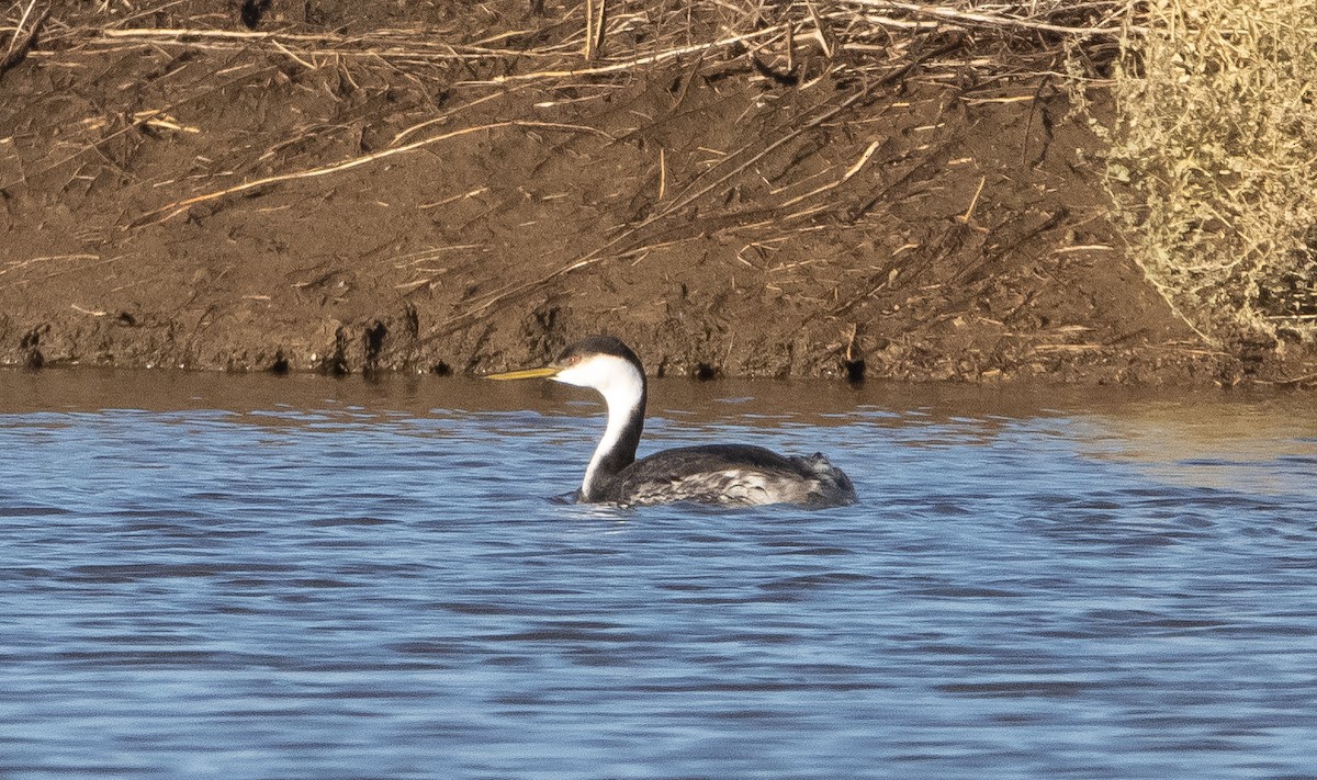 Western Grebe - ML385459691