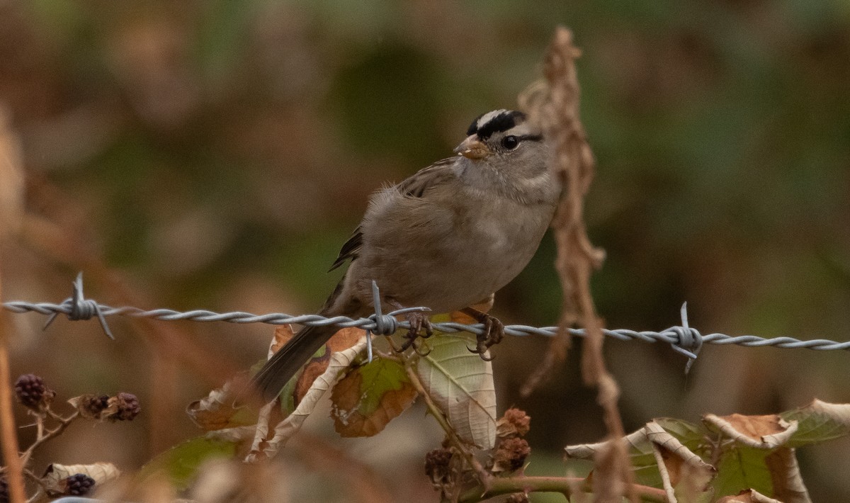 White-crowned Sparrow (Yellow-billed) - ML385459791