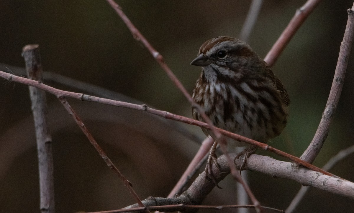 Song Sparrow - ML385459951