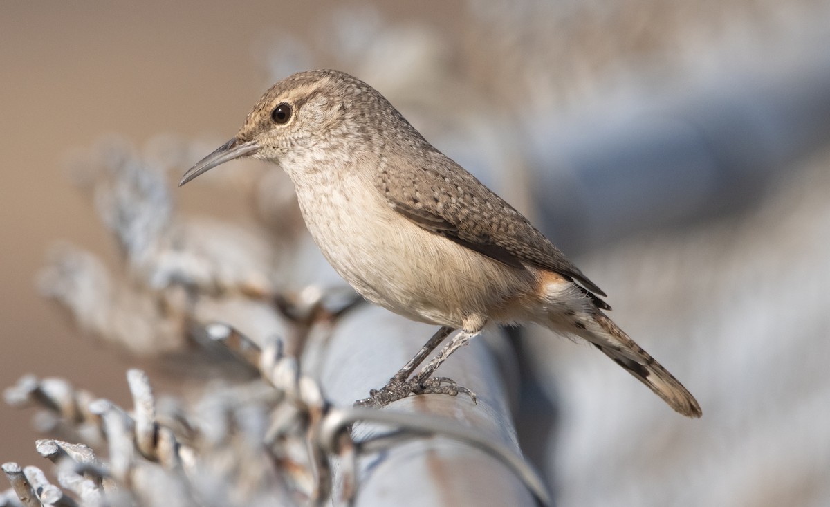 Rock Wren - Liam Huber