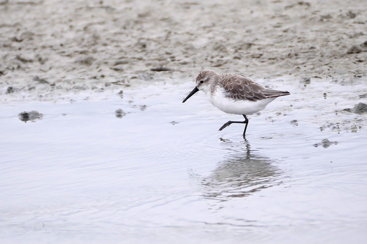 Western Sandpiper - ML385460211