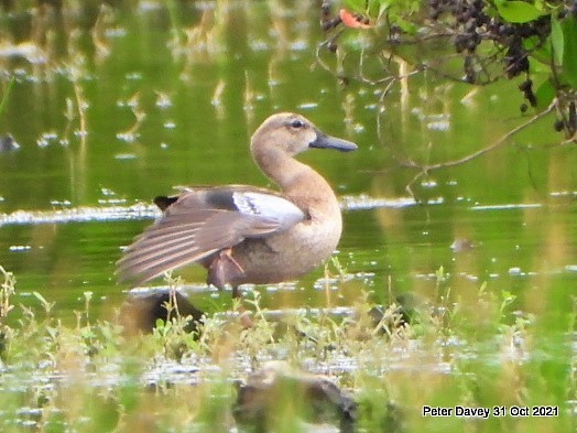 Blue-winged Teal - ML385460471