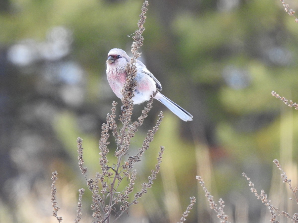 Long-tailed Rosefinch - ML385462161