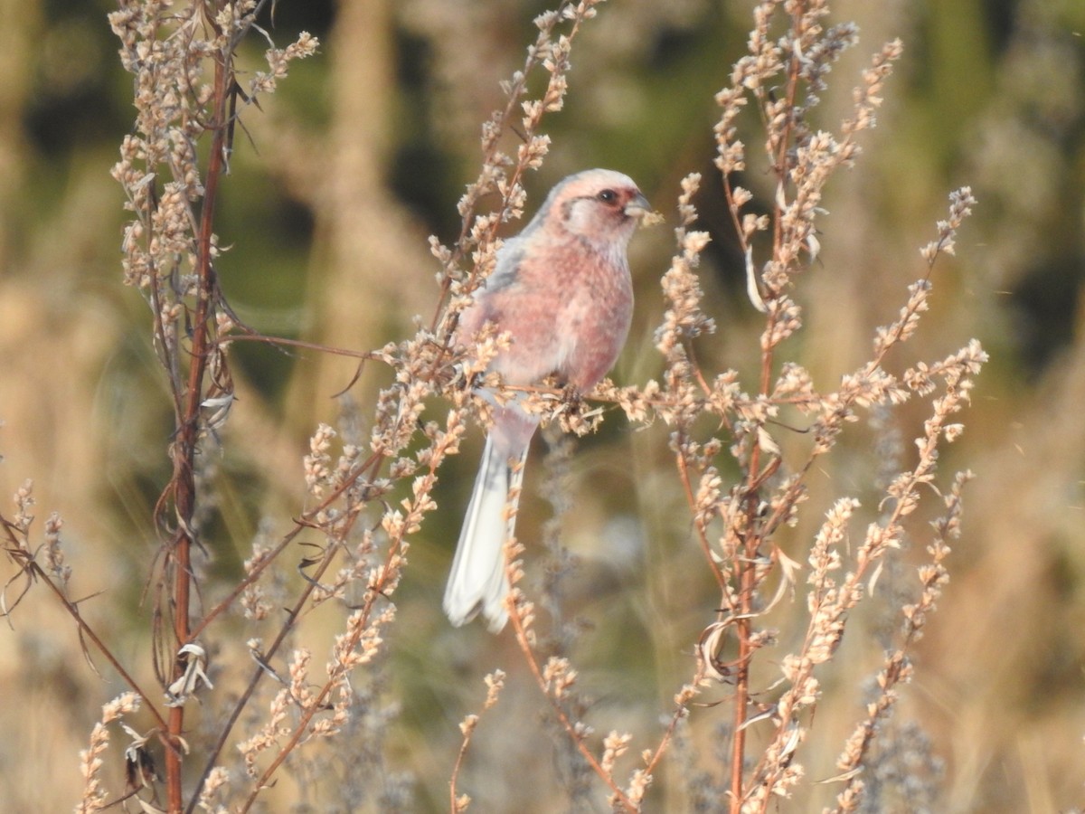 Long-tailed Rosefinch - ML385462171