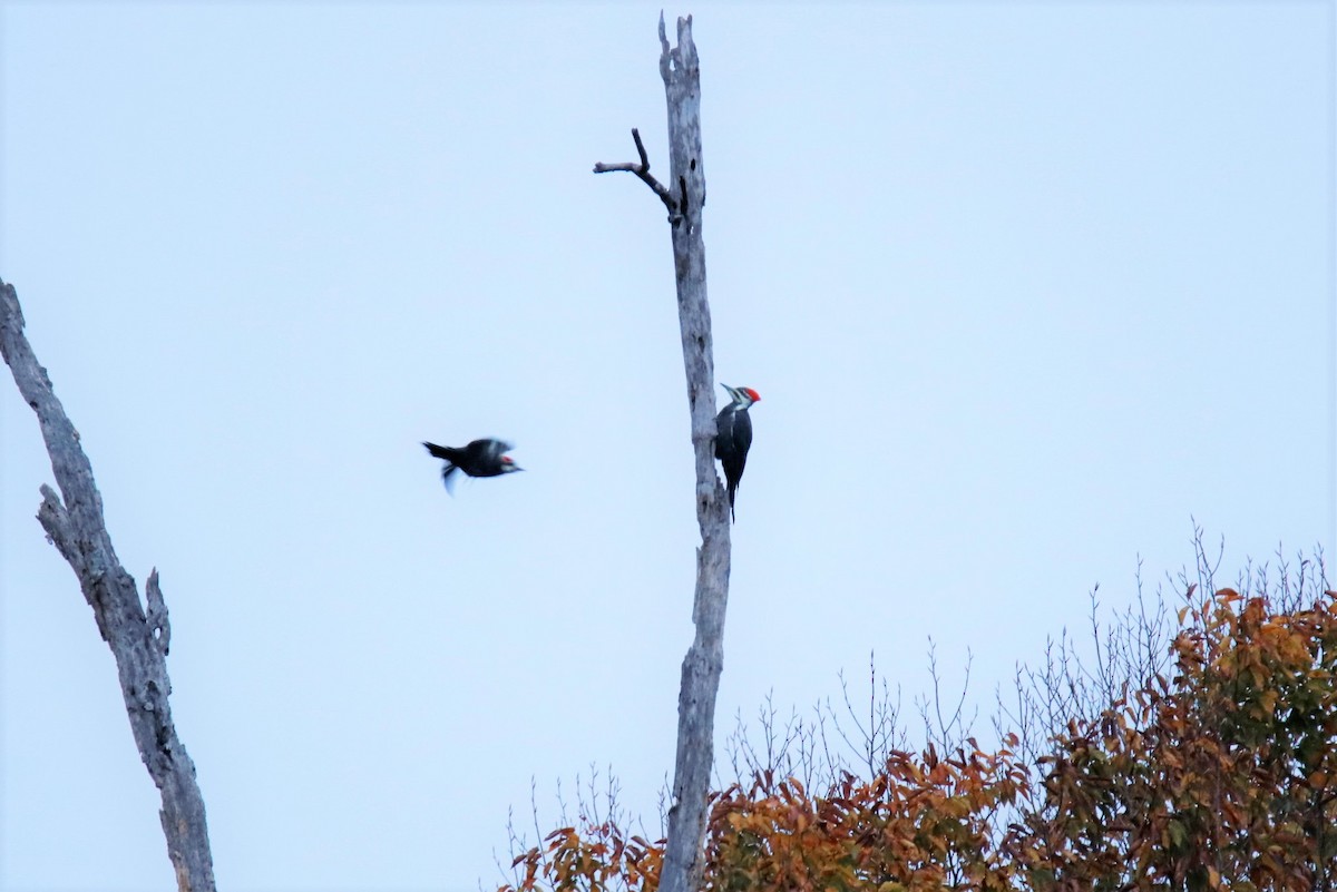 Pileated Woodpecker - ML385462651