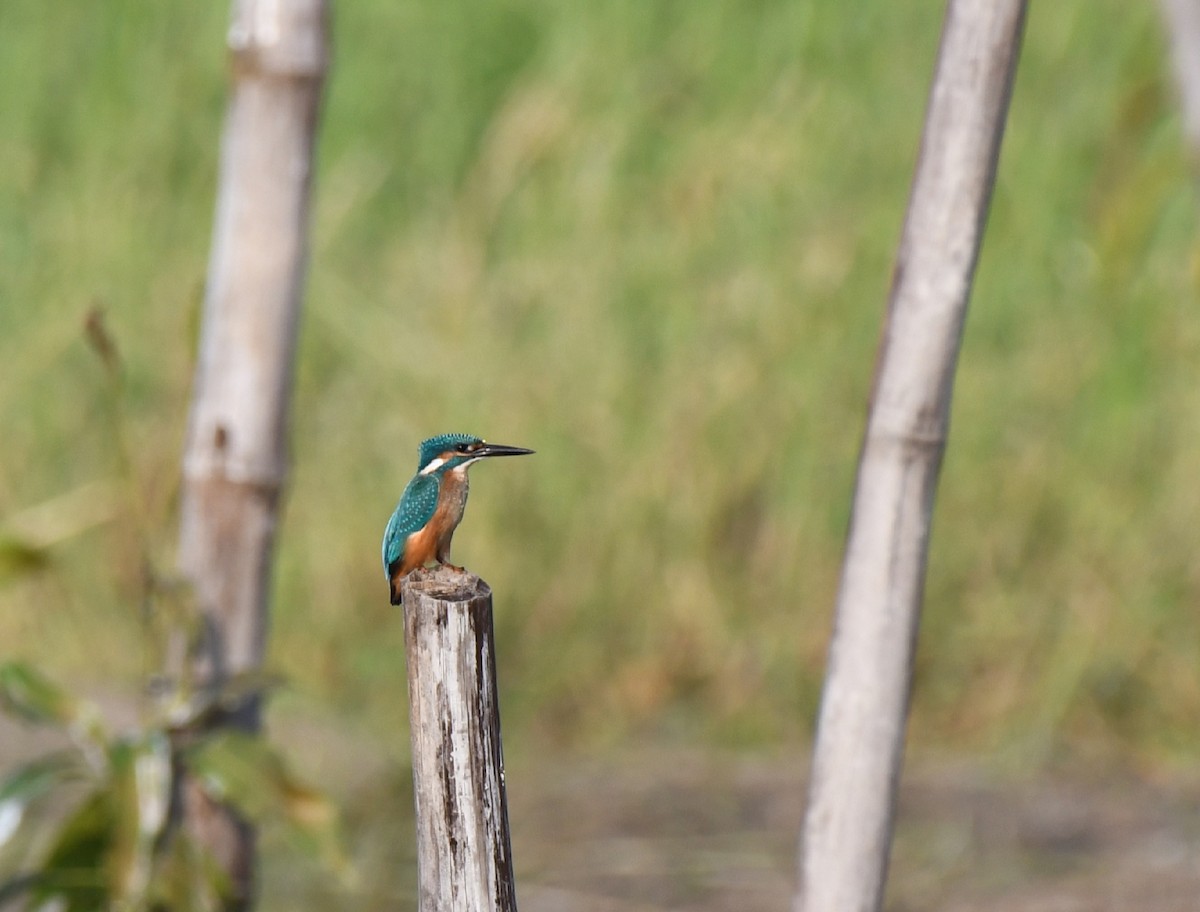 Common Kingfisher - ML385462681