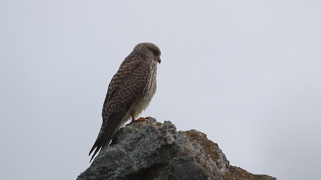 Eurasian Kestrel - ML385462991