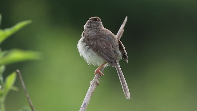 アジアマミハウチワドリ - ML385463031