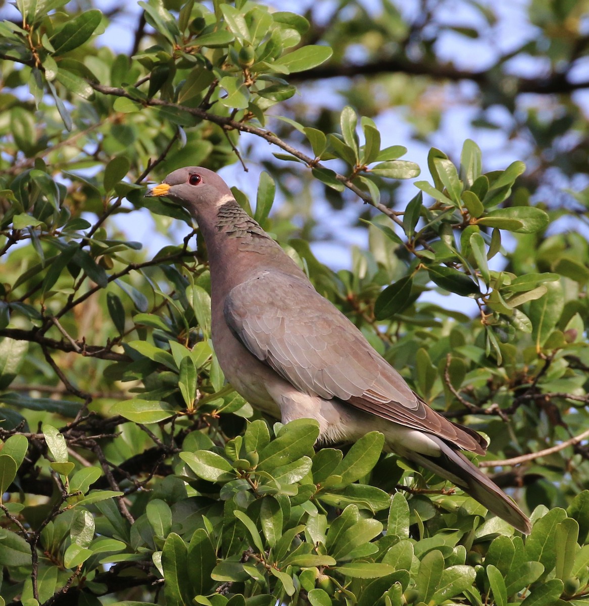 Band-tailed Pigeon - Tom Benson