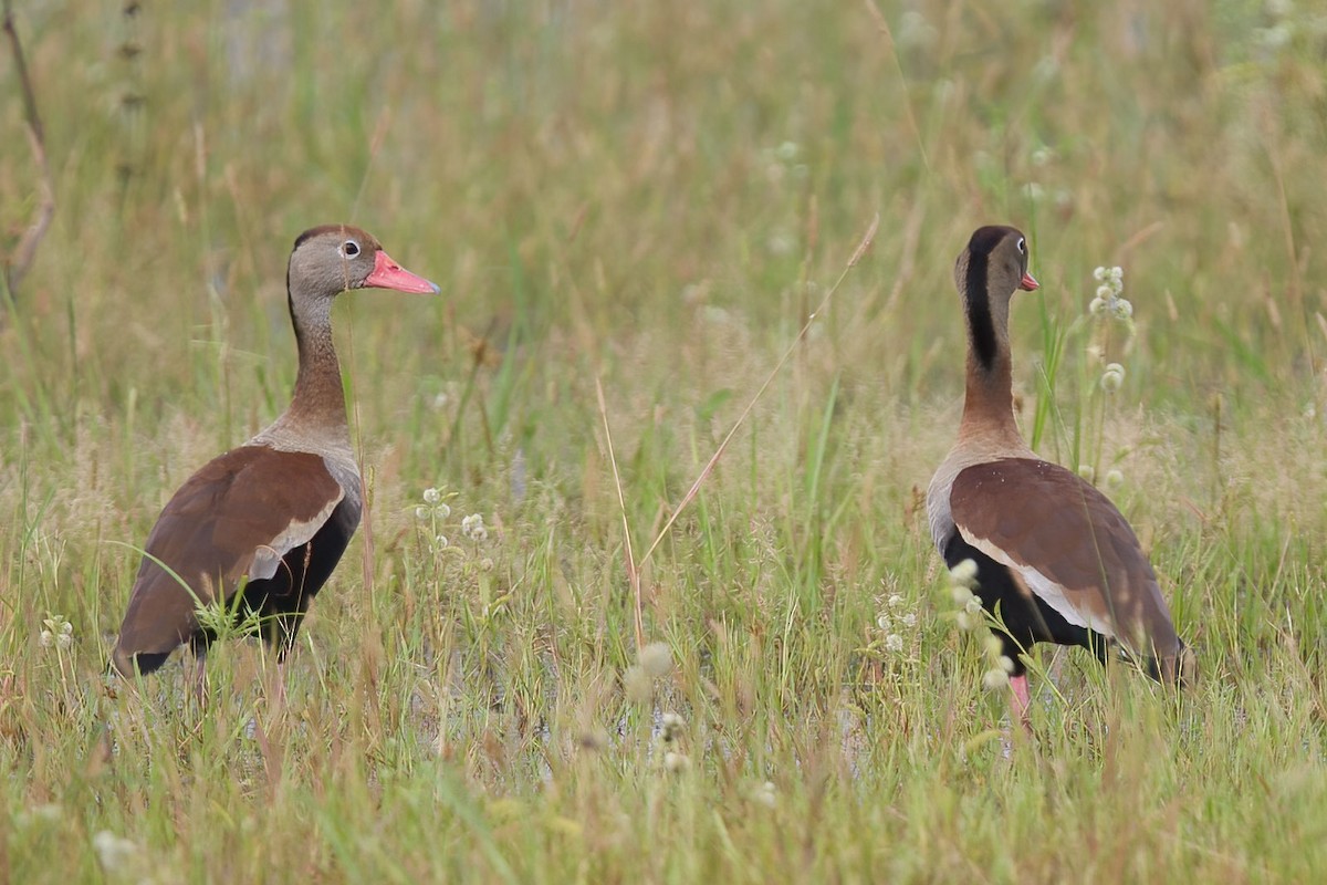 Black-bellied Whistling-Duck - ML385465581