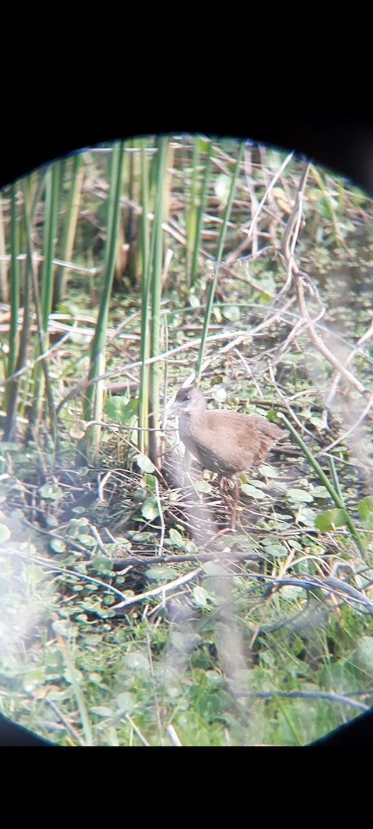 Plumbeous Rail - Jose Maria Caiado