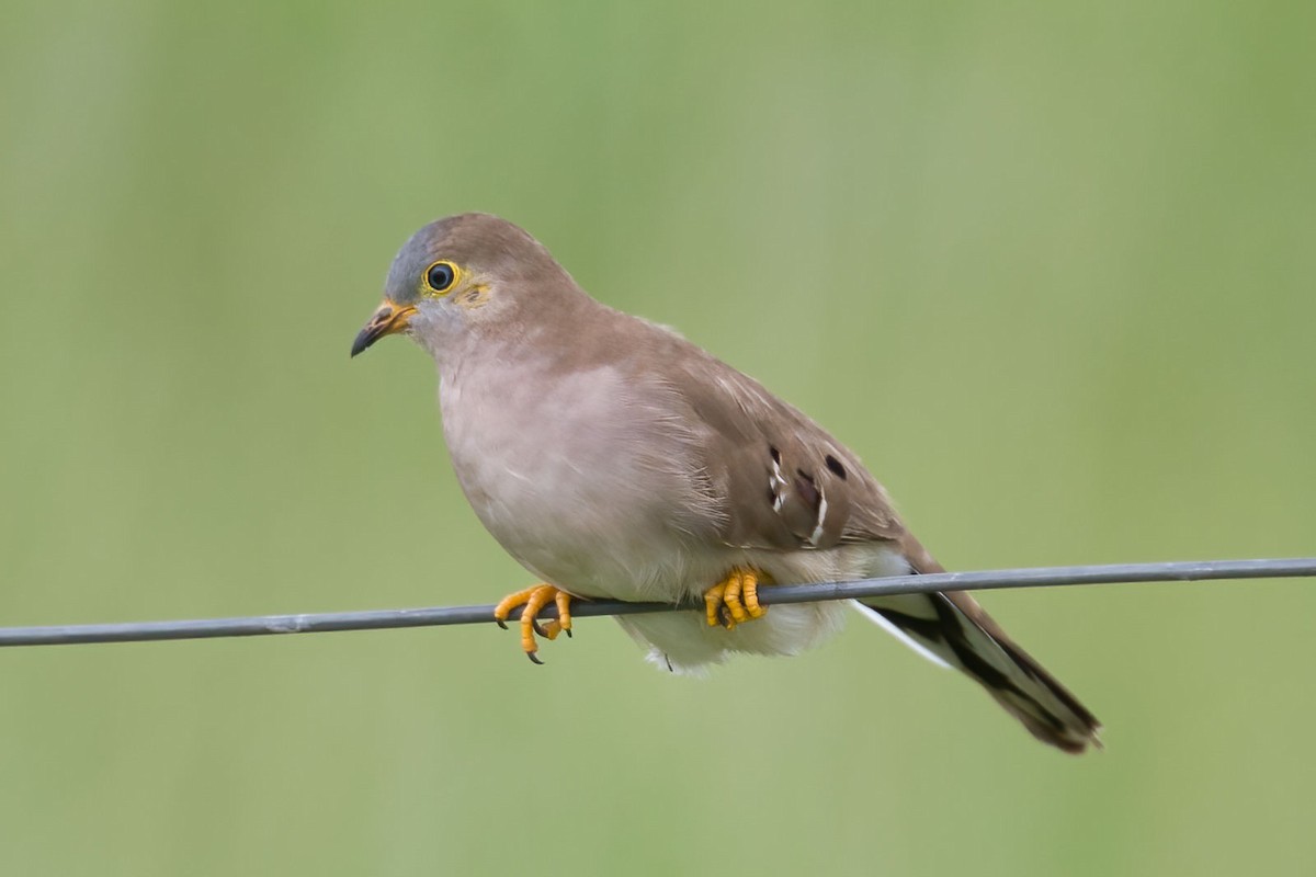 Long-tailed Ground Dove - Arthur Grosset
