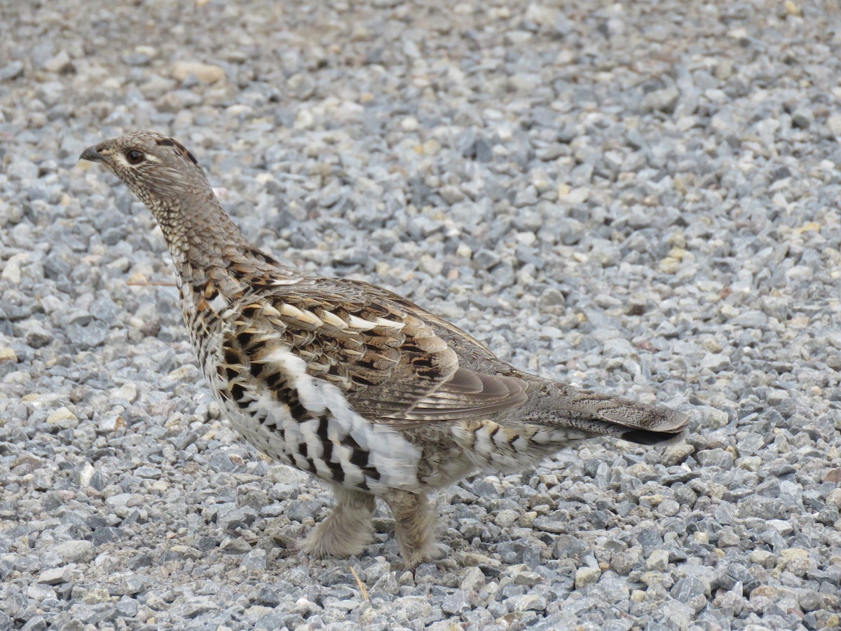 Ruffed Grouse - ML385468161