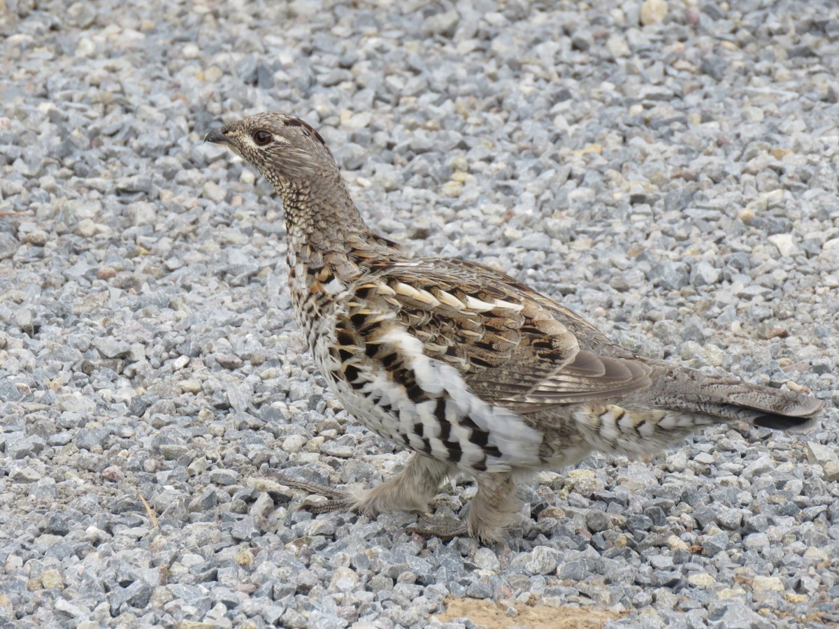 Ruffed Grouse - ML385468181