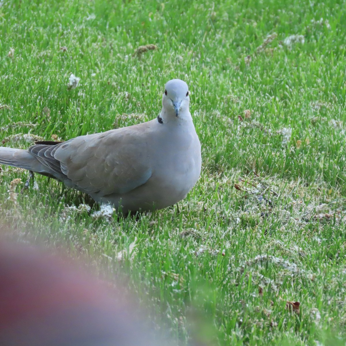 Eurasian Collared-Dove - Karen Lintala