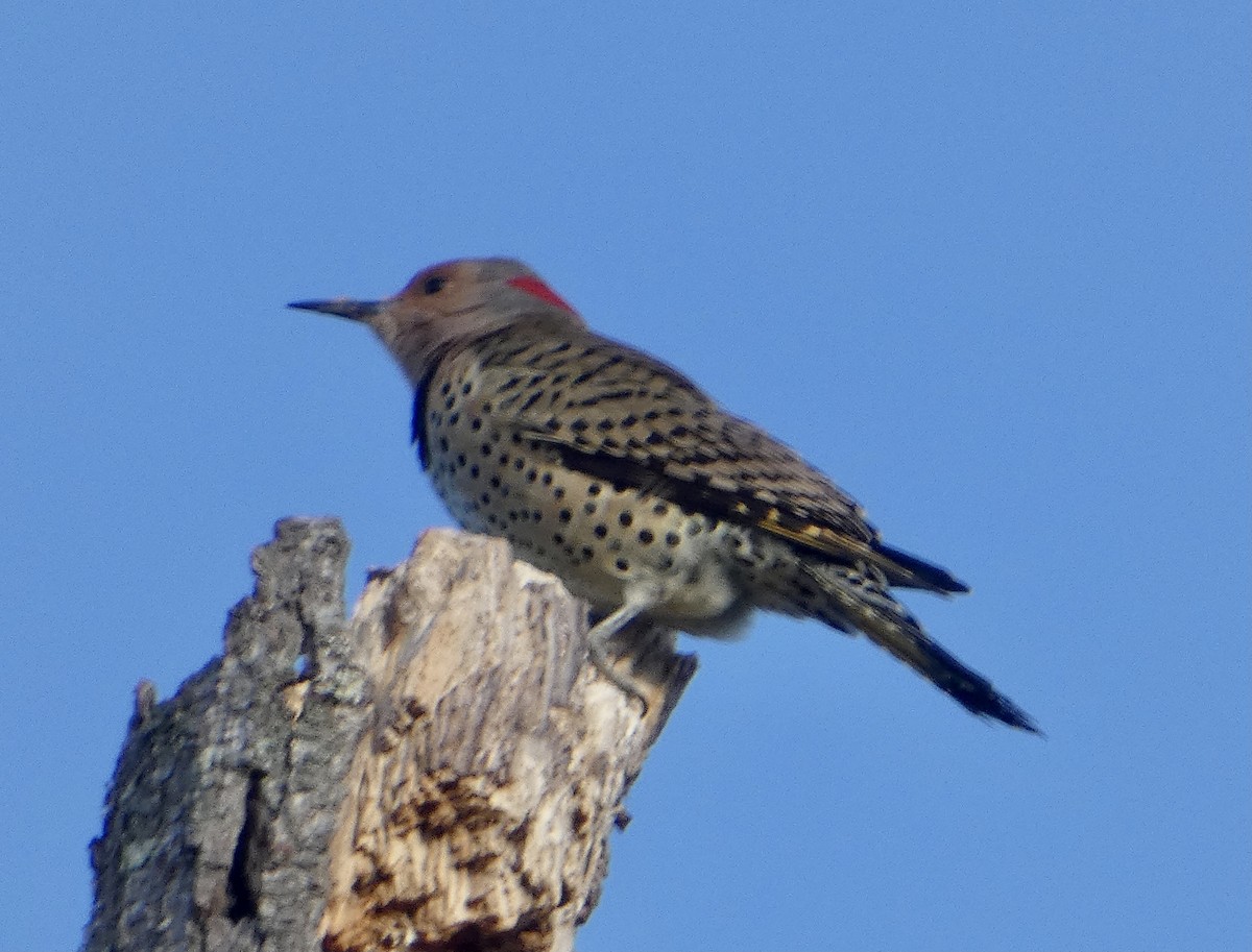 Northern Flicker - ML385470331