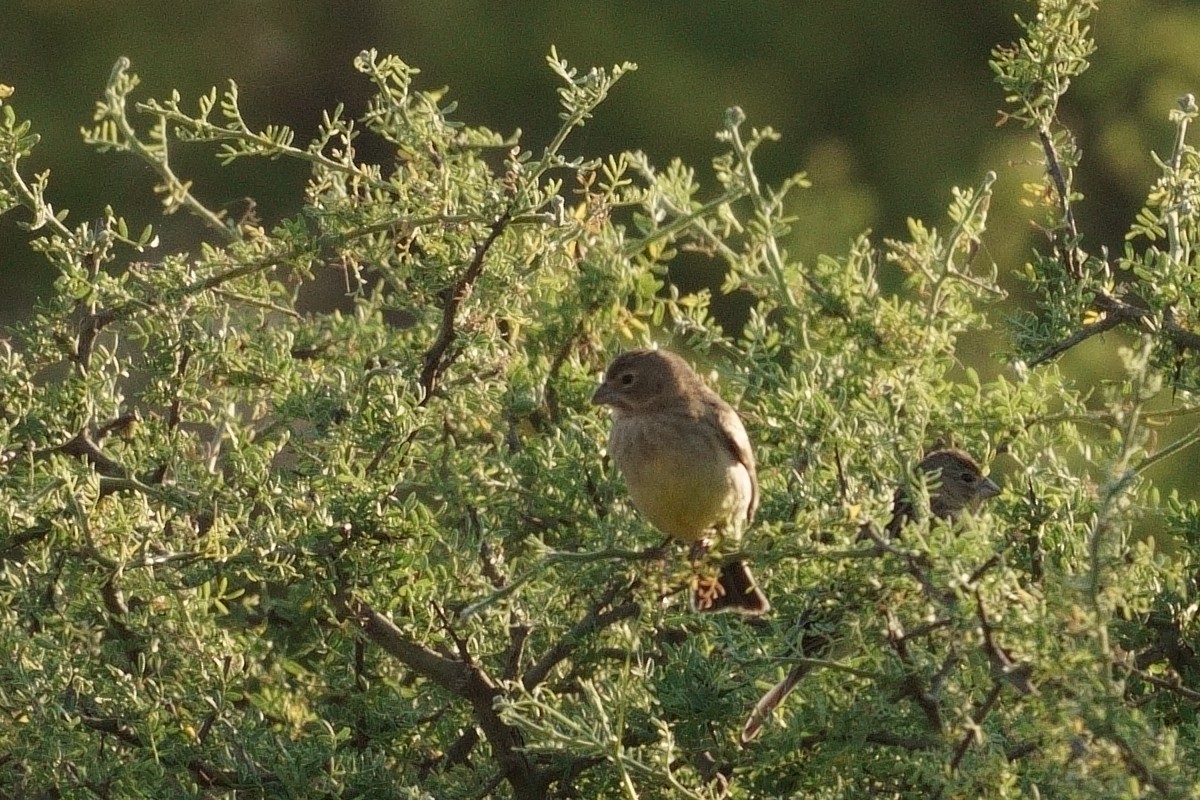 Grassland Yellow-Finch - ML385470361