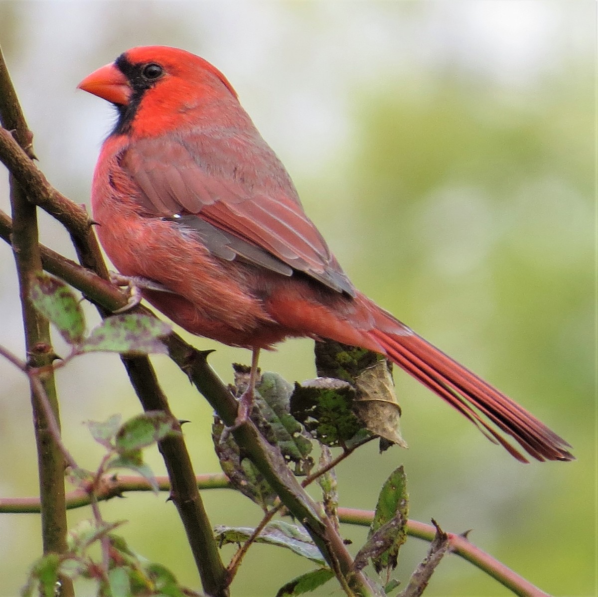 Northern Cardinal - ML385470431