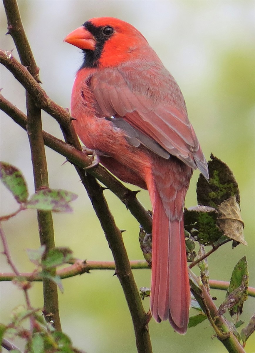 Northern Cardinal - ML385470541