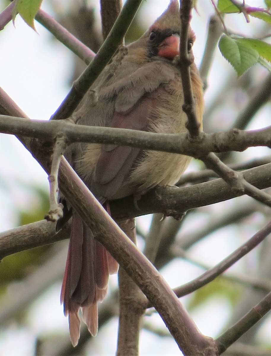 Northern Cardinal - ML385470701