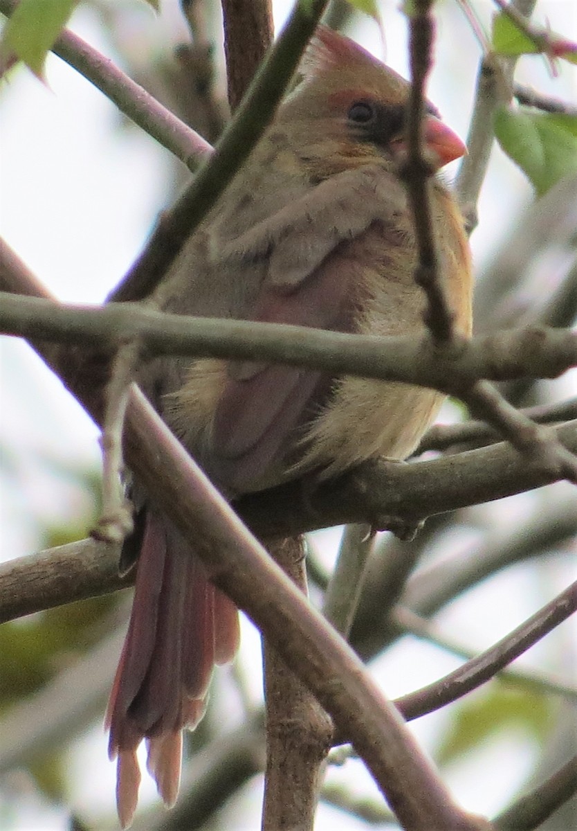 Northern Cardinal - ML385470741