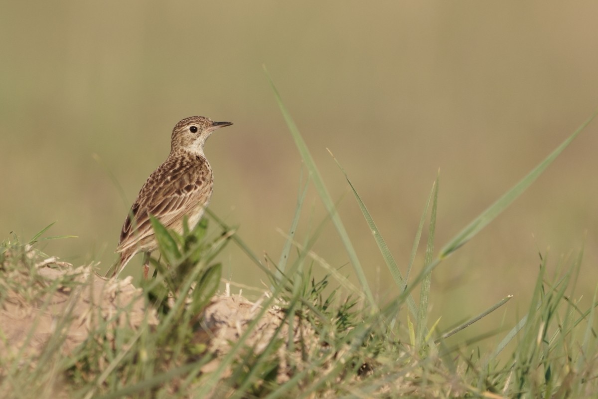 Yellowish Pipit - ML385470981