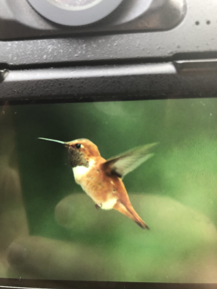 Colibrí Rufo - ML385471341